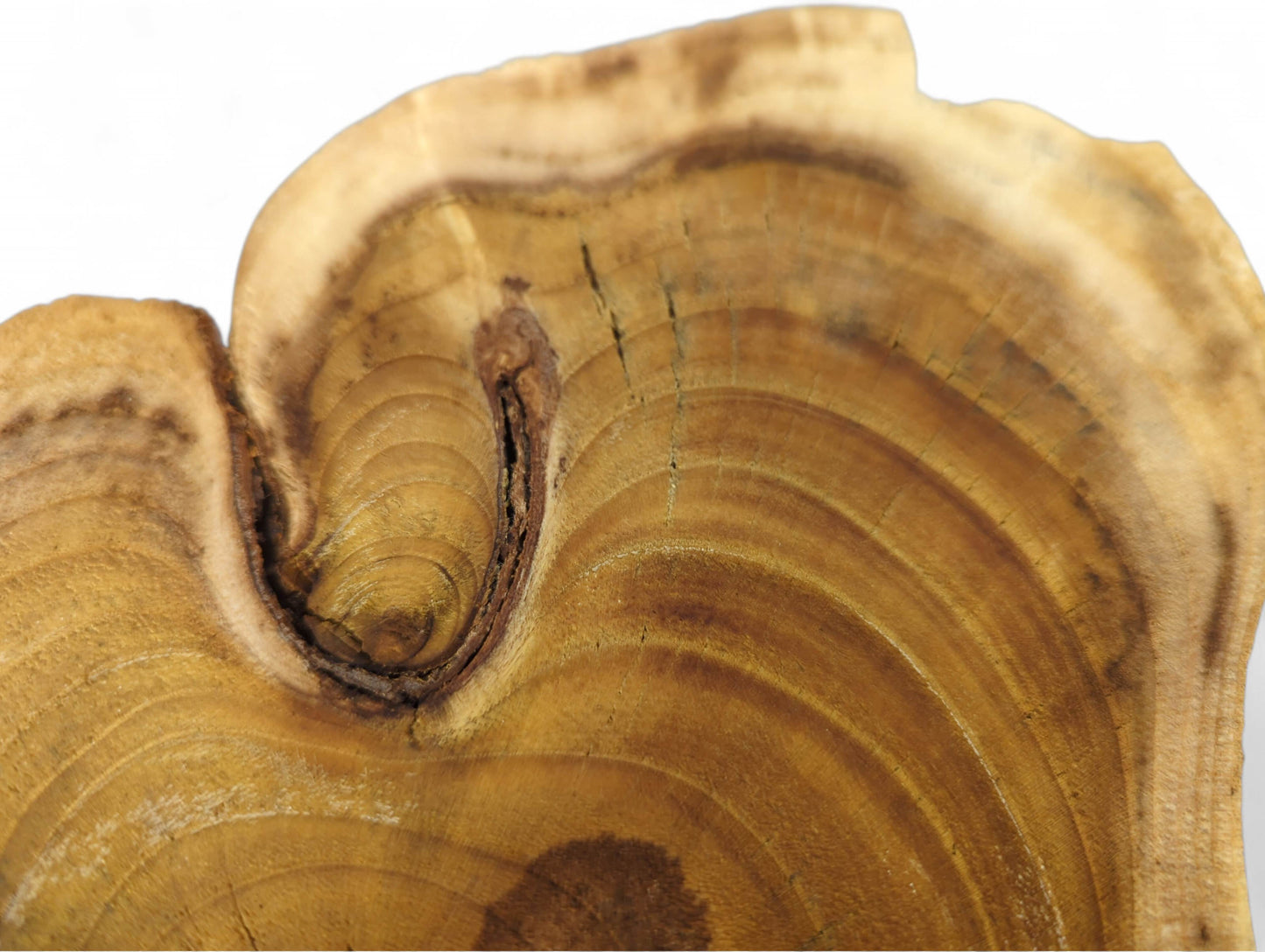 This irregular light brown wood slice displays distinct sanded growth rings, a prominent knot, and a live edge.