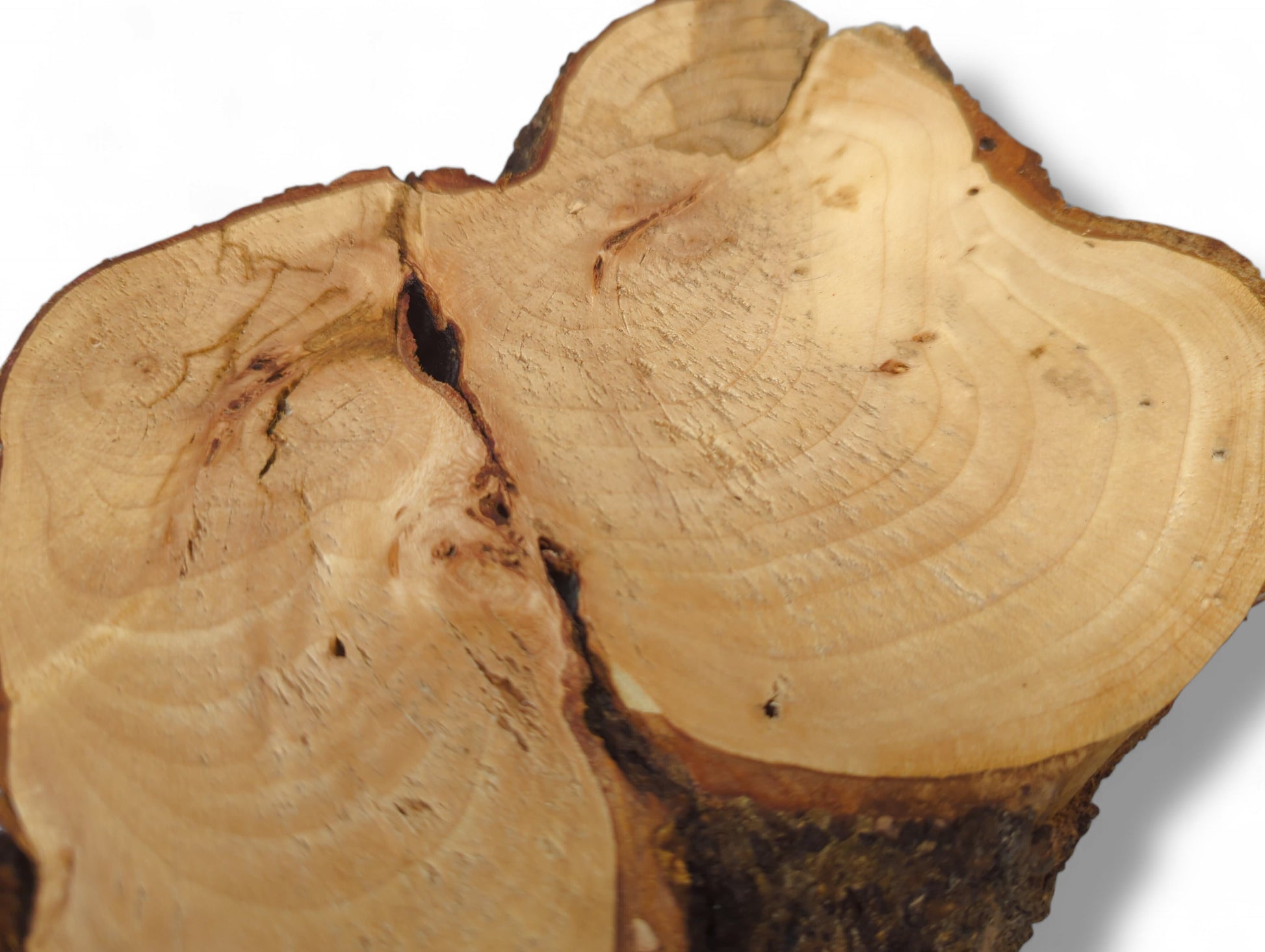 A single irregular light-brown wood slice, sanded, displays prominent growth rings, a central fissure, and bark edge.