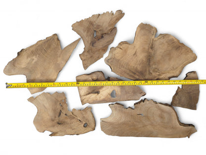 Various irregular light brown walnut wood slices with visible grain and live edges, with a yellow measuring tape.