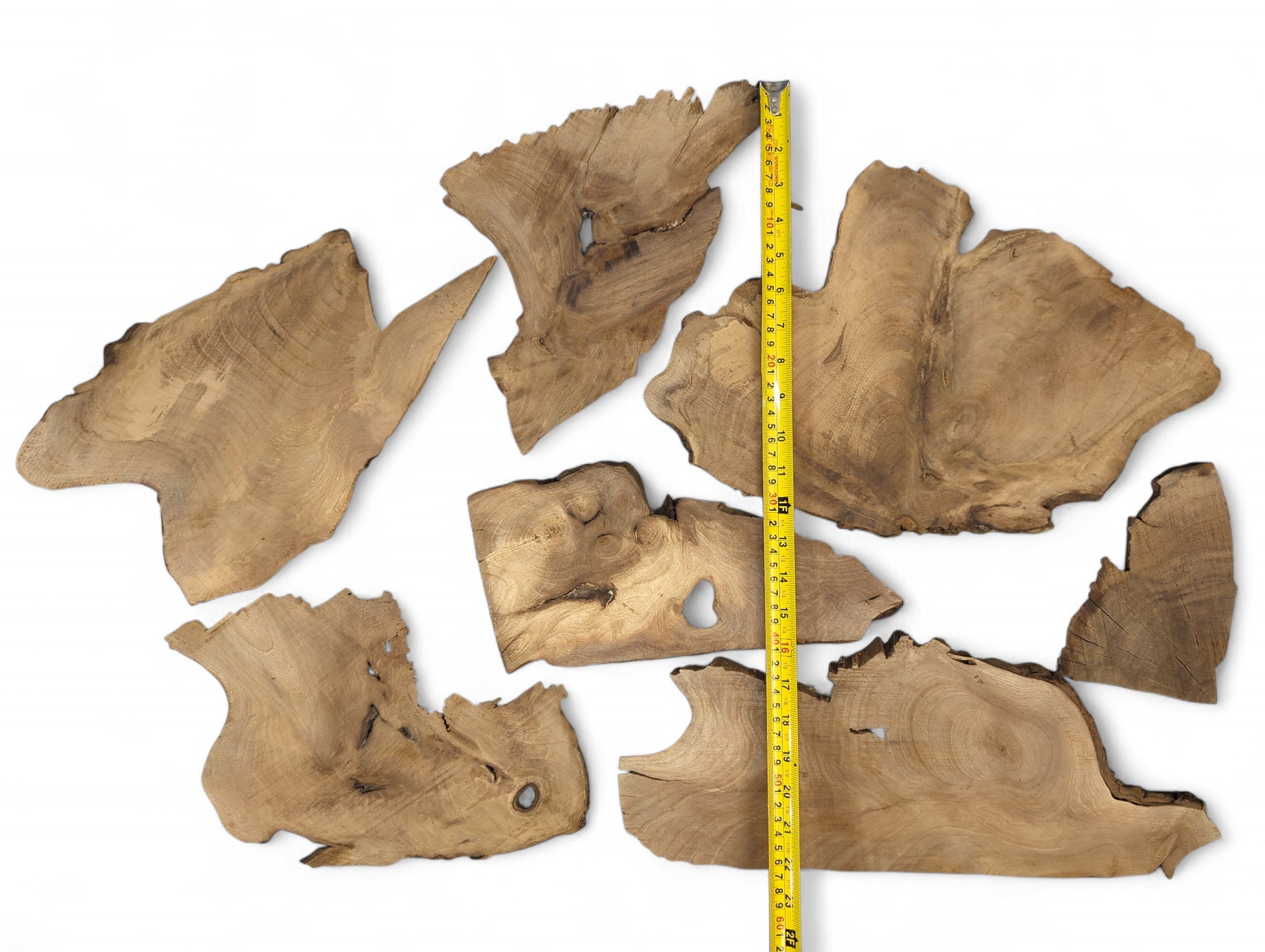 Seven brown, raw walnut wood slices with live edges, prominent grain, natural voids, and a measuring tape.