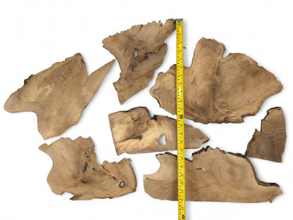 Seven brown, raw walnut wood slices with live edges, prominent grain, natural voids, and a measuring tape.