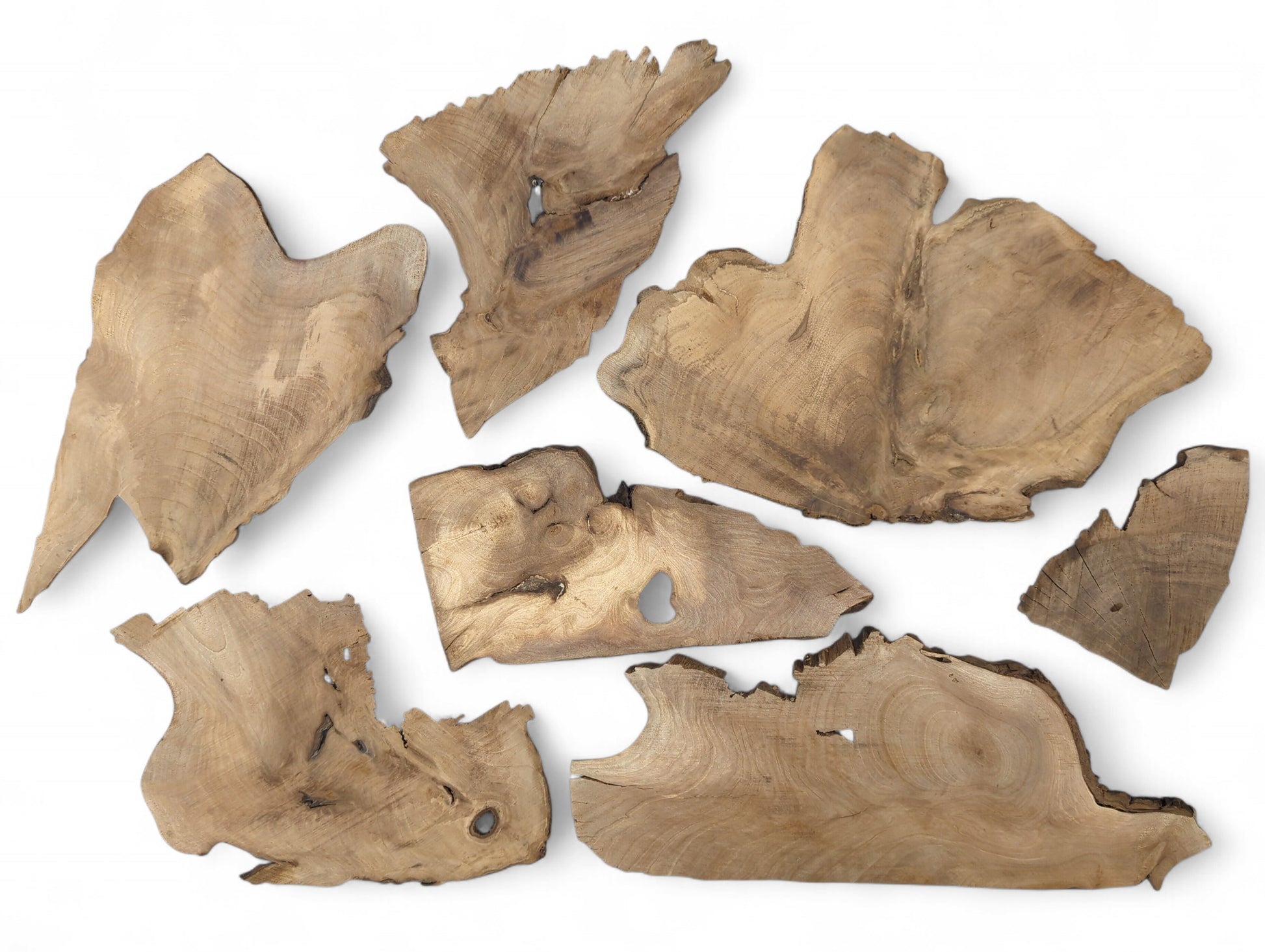 Various light brown, irregularly shaped walnut wood slices, sanded side up, with visible grain and voids.