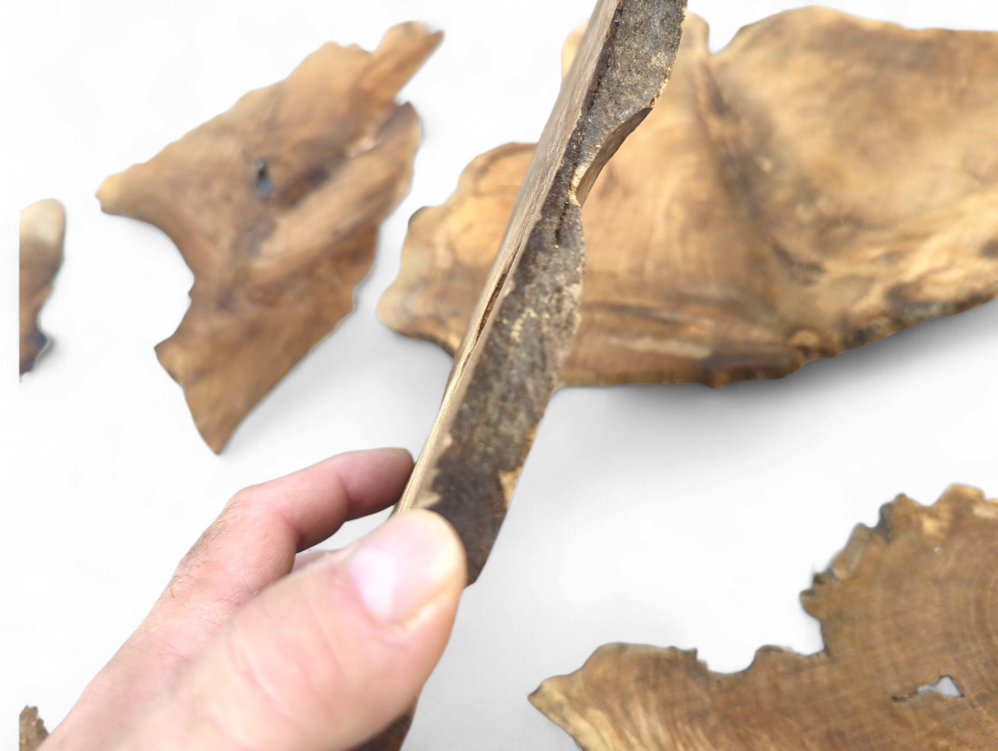 A hand holds a very thin, light brown walnut slice, revealing its dark, rough live edge.