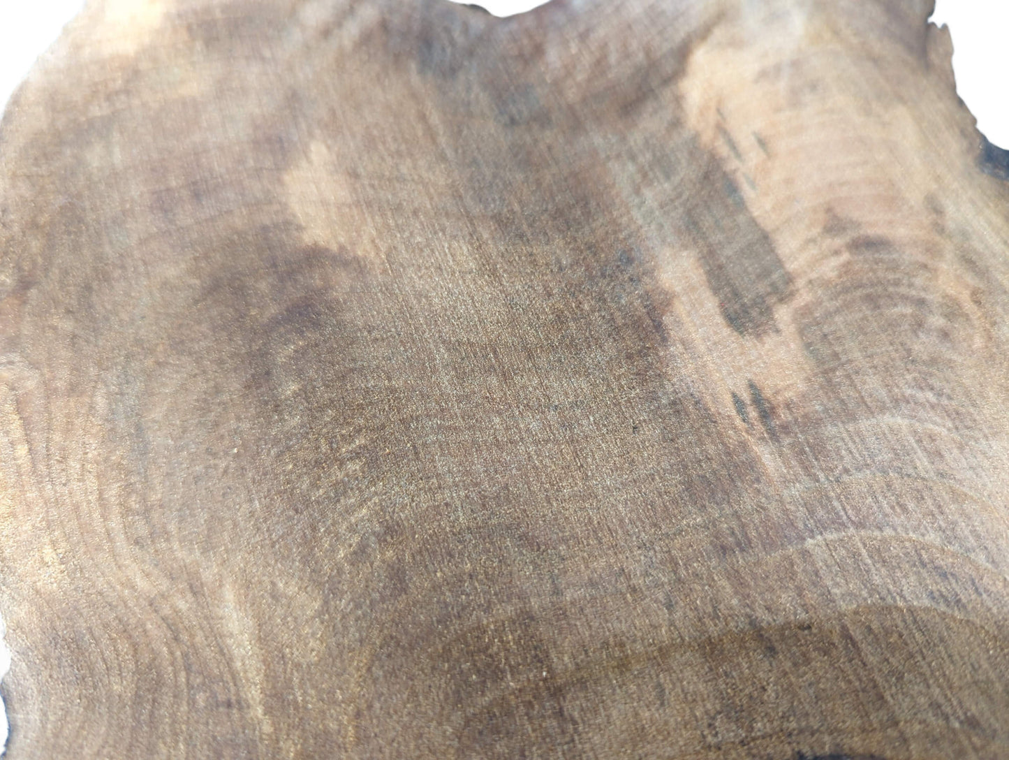 One thin brown walnut wood slice, sanded, displaying its swirling grain patterns and irregular live edges.