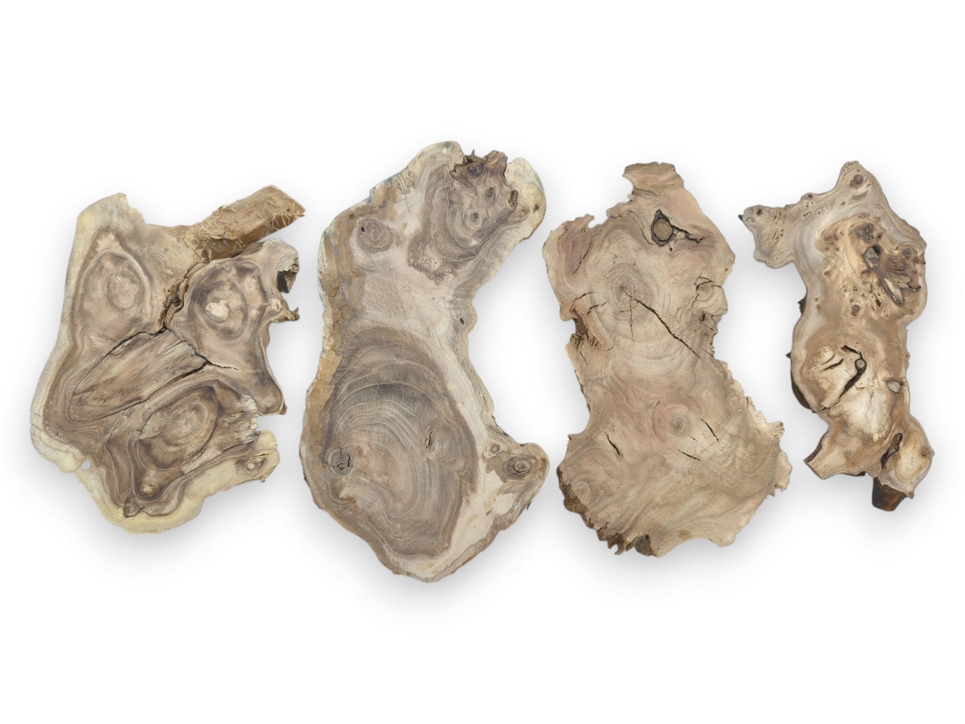 Four irregularly shaped, light-colored wood slices with prominent grain, knots, and cracks.