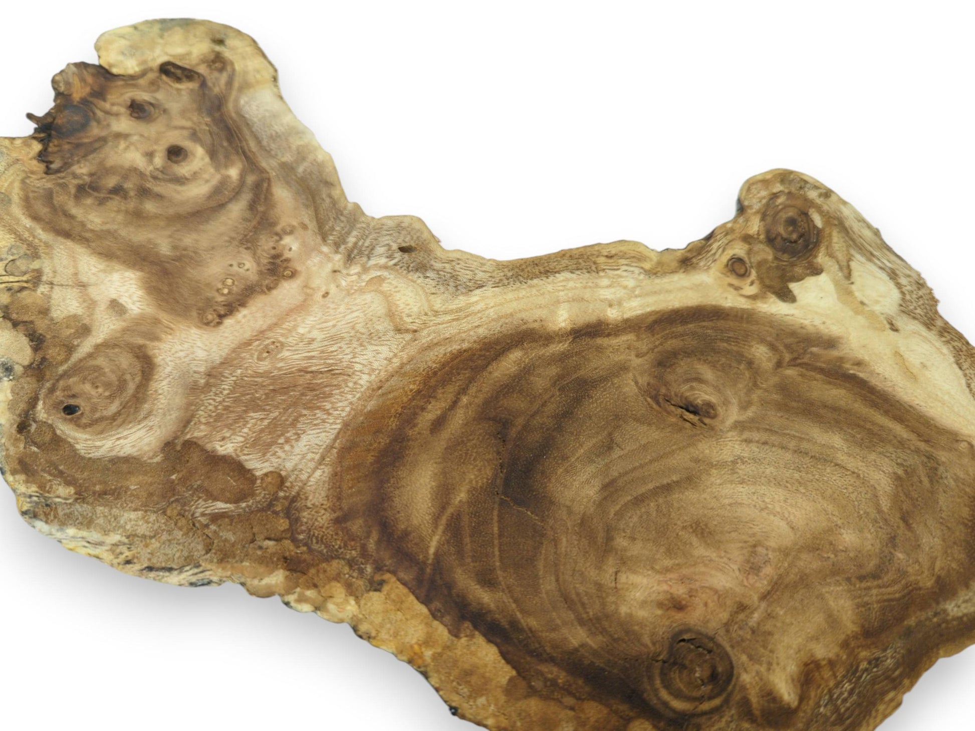 Close-up of a single, irregularly shaped mulberry wood slice with prominent grain and knots.