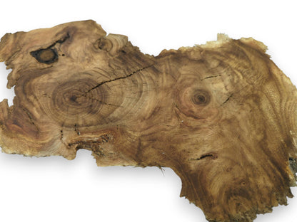 A single, irregularly shaped mulberry wood slice with prominent grain, knots, and cracks.