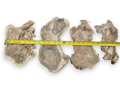 Four irregularly shaped mulberry wood slices with prominent grain, knots, and cracks, measured by a tape.