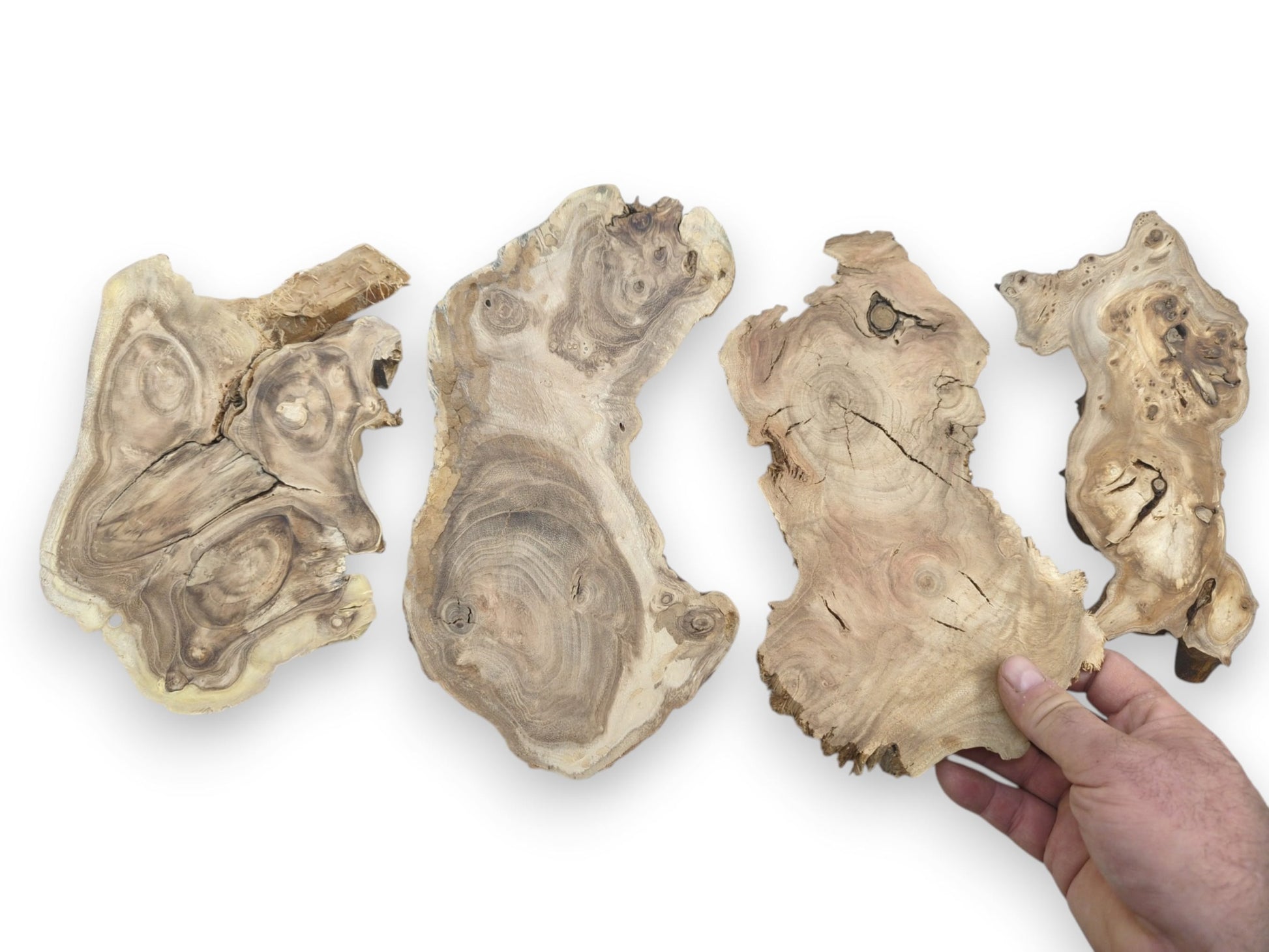 Four natural, light-colored wood slices with live edges, visible grain, and cracks. Hand holding one.