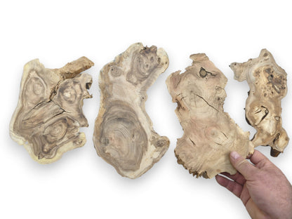 Four natural, light-colored wood slices with live edges, visible grain, and cracks. Hand holding one.