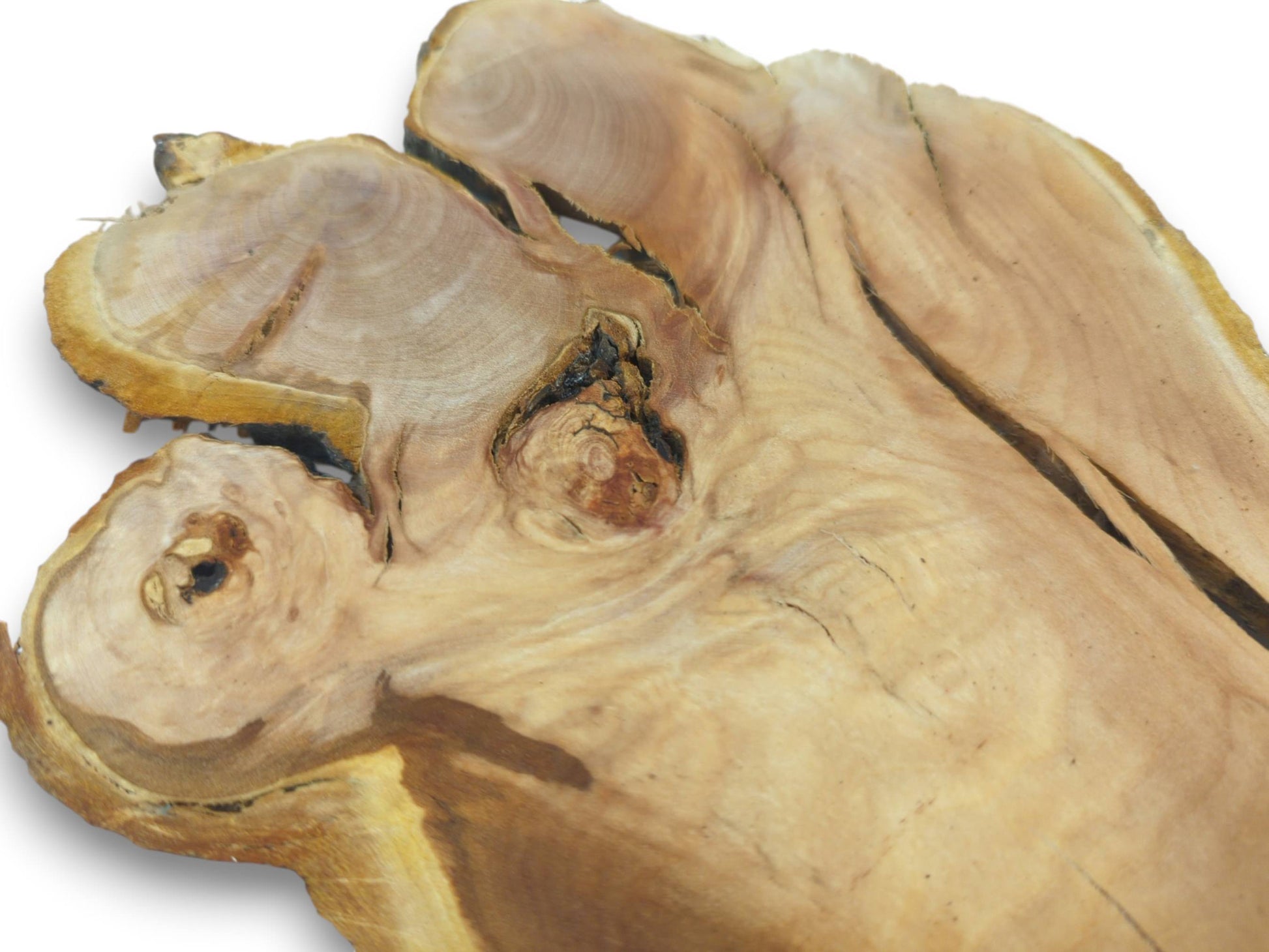 Close-up of a light-colored, irregularly shaped wood slice with visible growth rings and knots.
