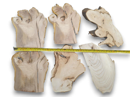 Six irregularly shaped cherry alder and linden wood slices with a yellow measuring tape.