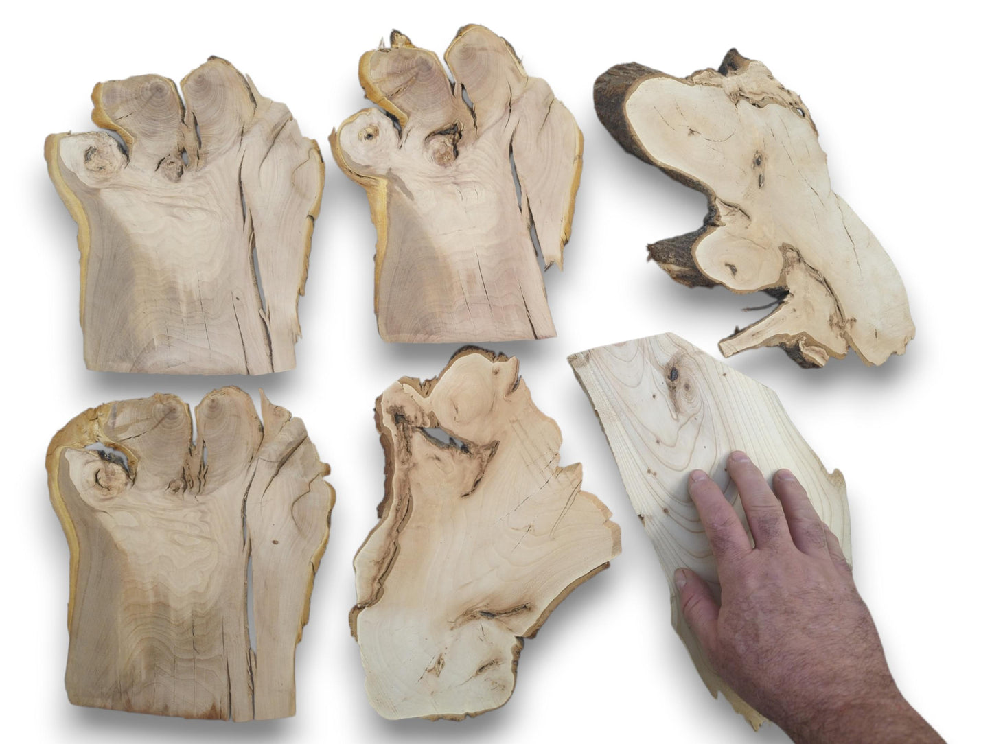 Six irregularly shaped wood slices with natural edges and a hand touching one piece.
