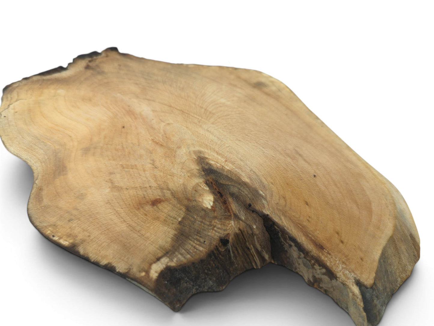 A single, irregularly shaped wood slice with visible growth rings and a dark natural edge.