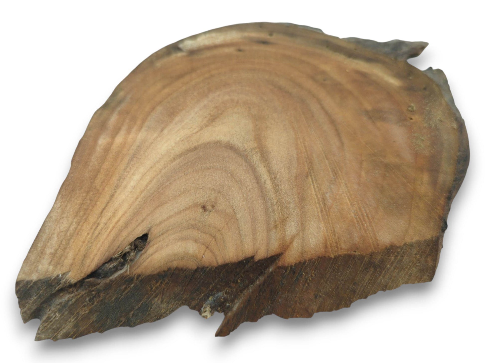 An overhead view of a single, irregularly shaped wood slice with visible growth rings and a crack.
