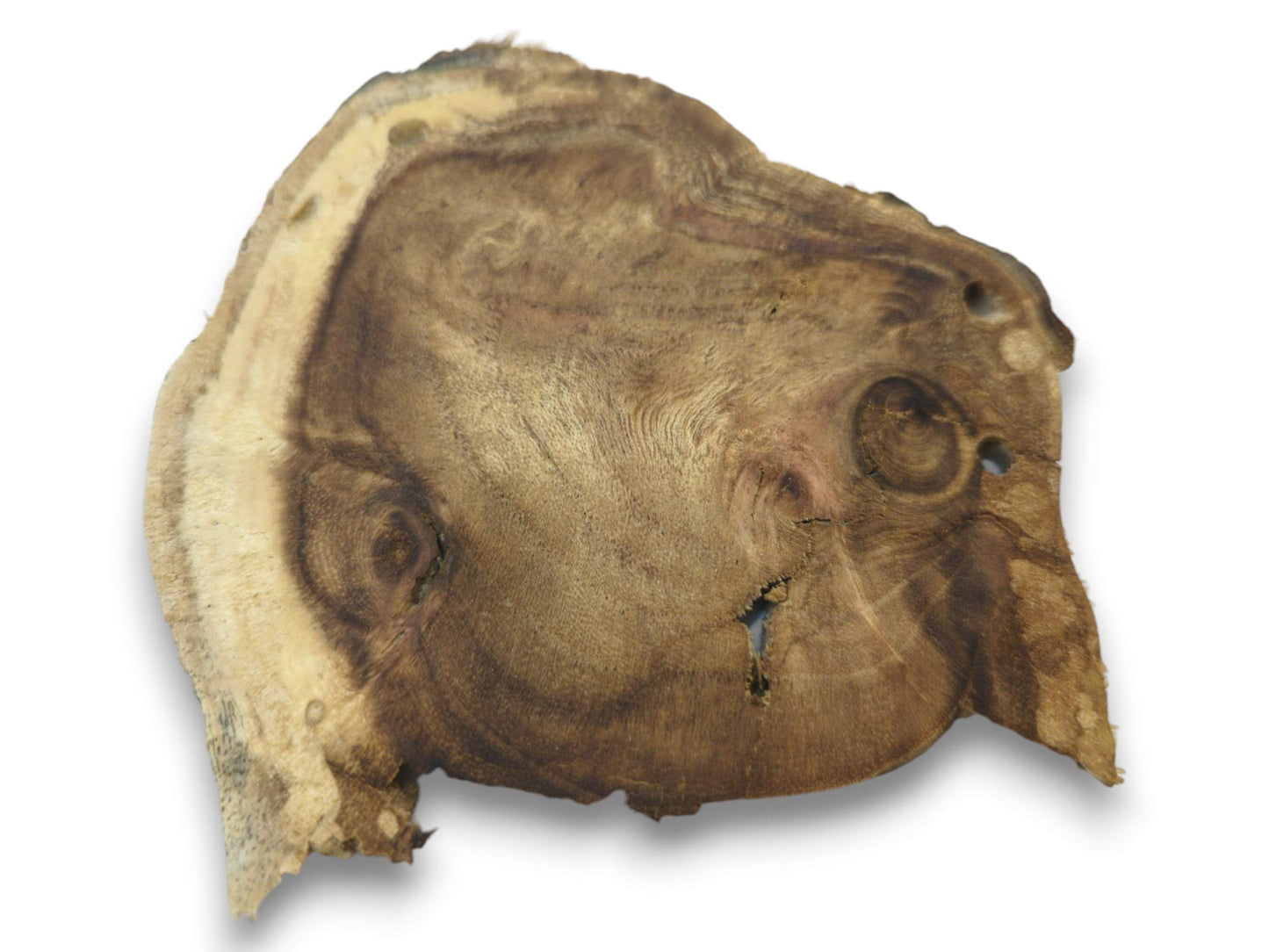 An overhead view of a single, irregularly shaped wood slice with prominent grain and two knots.