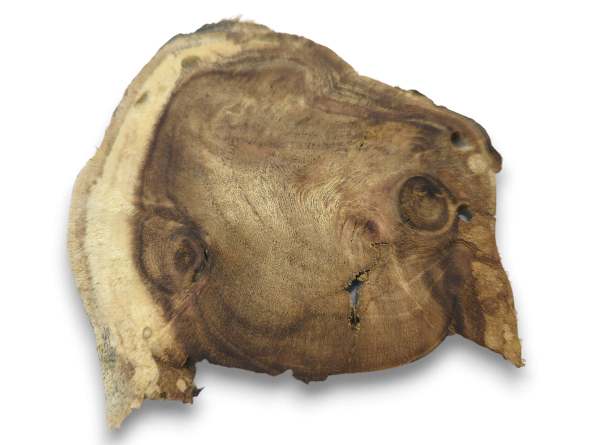 An overhead view of a single, irregularly shaped wood slice with prominent grain and two knots.
