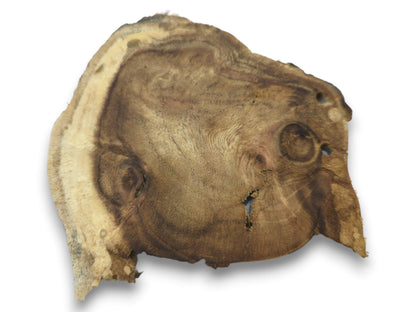 An overhead view of a single, irregularly shaped wood slice with prominent grain and two knots.