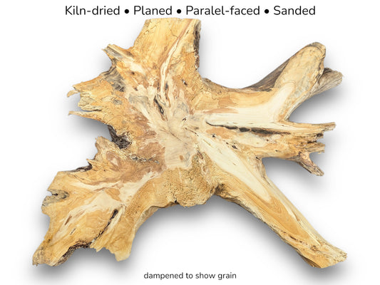 An irregular, light-toned pine root wood slice, kiln-dried, planed, parallel-faced, sanded, dampened to show grain.