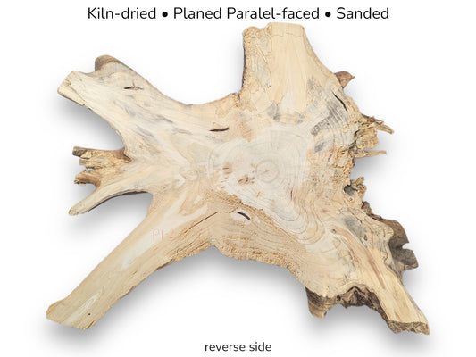 Irregular, light pine root wood slice (reverse), kiln-dried, planed, parallel-faced, sanded, showing grain.