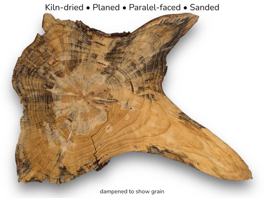 Irregularly shaped pine root slice displaying concentric growth rings, dark outer edges, and text detailing wood preparation.