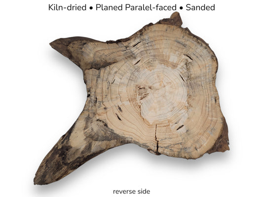 Reverse side of an irregular, pale pine root slice, kiln-dried, planed, sanded, with dark edges.