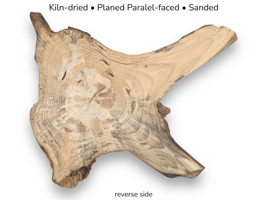 Image showing the reverse side of a light-colored, sanded pine root wood slice with preparation text.