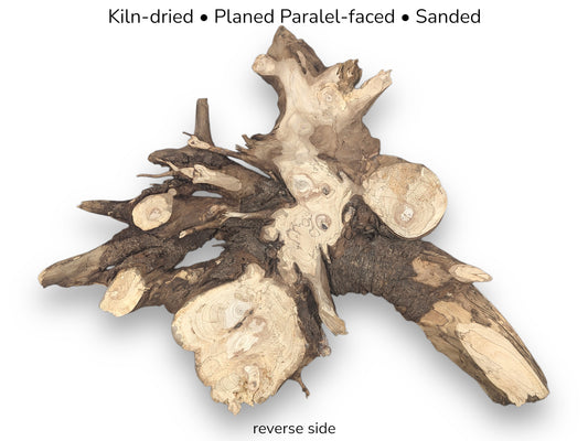 Kiln-dried, planed, parallel-faced pine root slice, reverse side, light brown with gnarled texture.