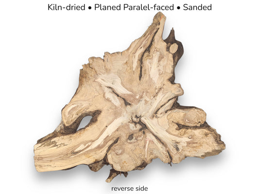Light beige pine root slice displaying complex grain and voids, with text indicating preparation and orientation.
