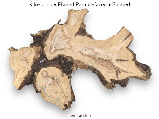 Reverse side of irregular pine root slice showing light grain, rough bark, and text details.