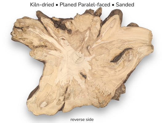 A visual presenting the reverse side of an irregular, light-colored pine root slice, planed, sanded, kiln-dried.