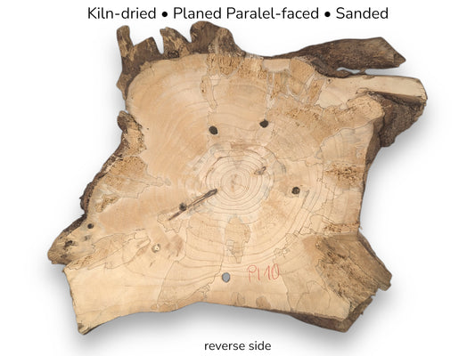 Pale, irregular pine root wood slice showing annual rings, holes, marked 'P10', with overlaid preparation text.