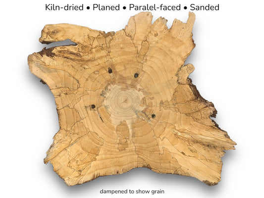 Light brown, irregular pine root wood slice displaying annual rings, spalting, small holes, and descriptive text overlay.