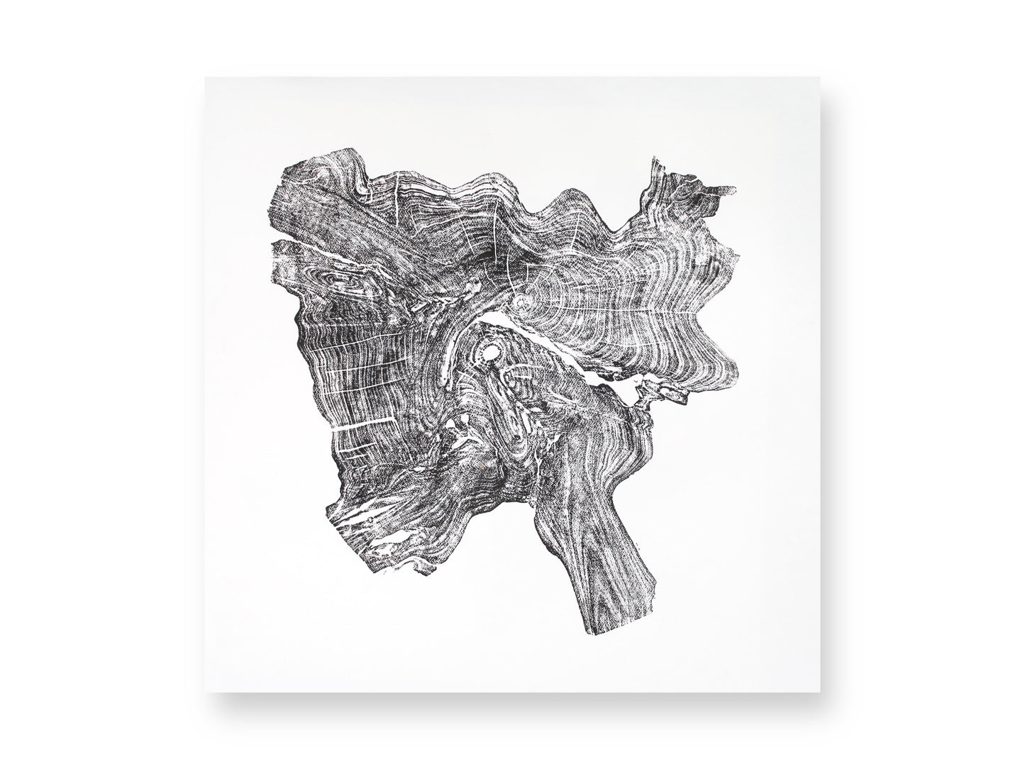 Depicting an irregular tree root slice impression, this black monoprint shows detailed wood grain on white paper.