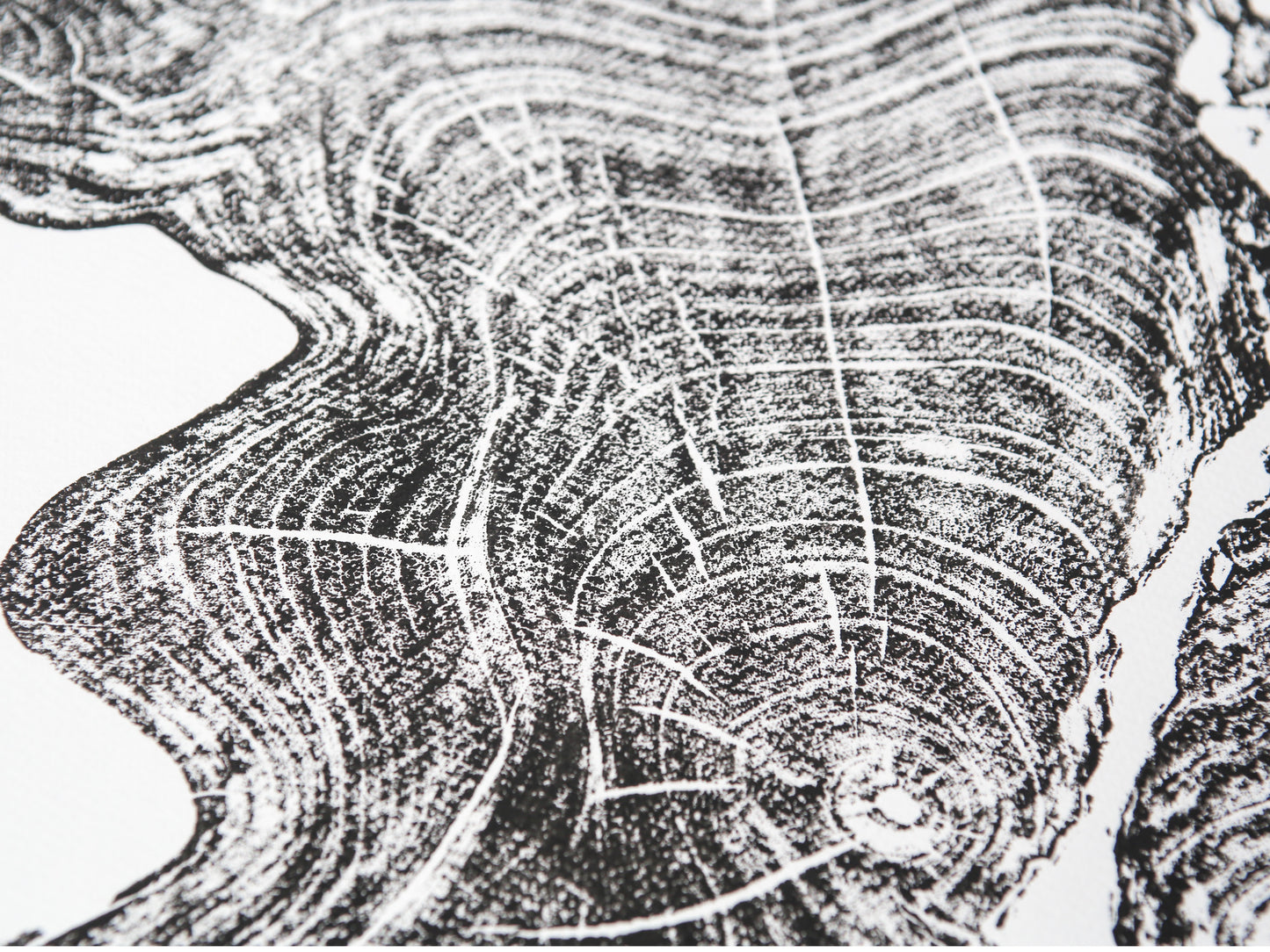 Black woodcut monoprint showing detailed tree rings and radial lines on white paper.
