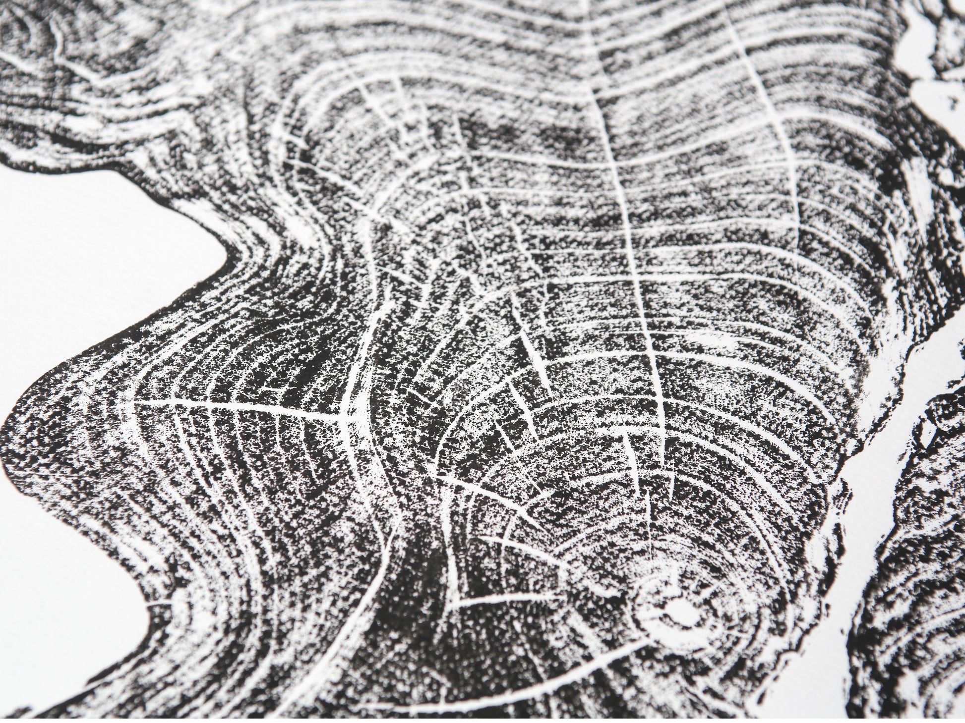 Black woodcut monoprint showing detailed tree rings and radial lines on white paper.