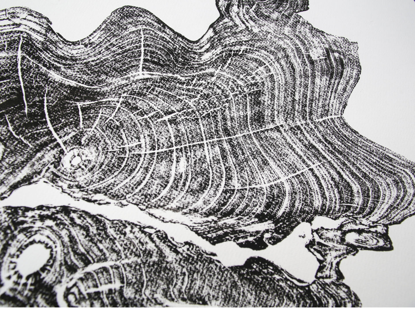 Close-up shows a black ink print of a tree root slice with textured rings on white paper.
