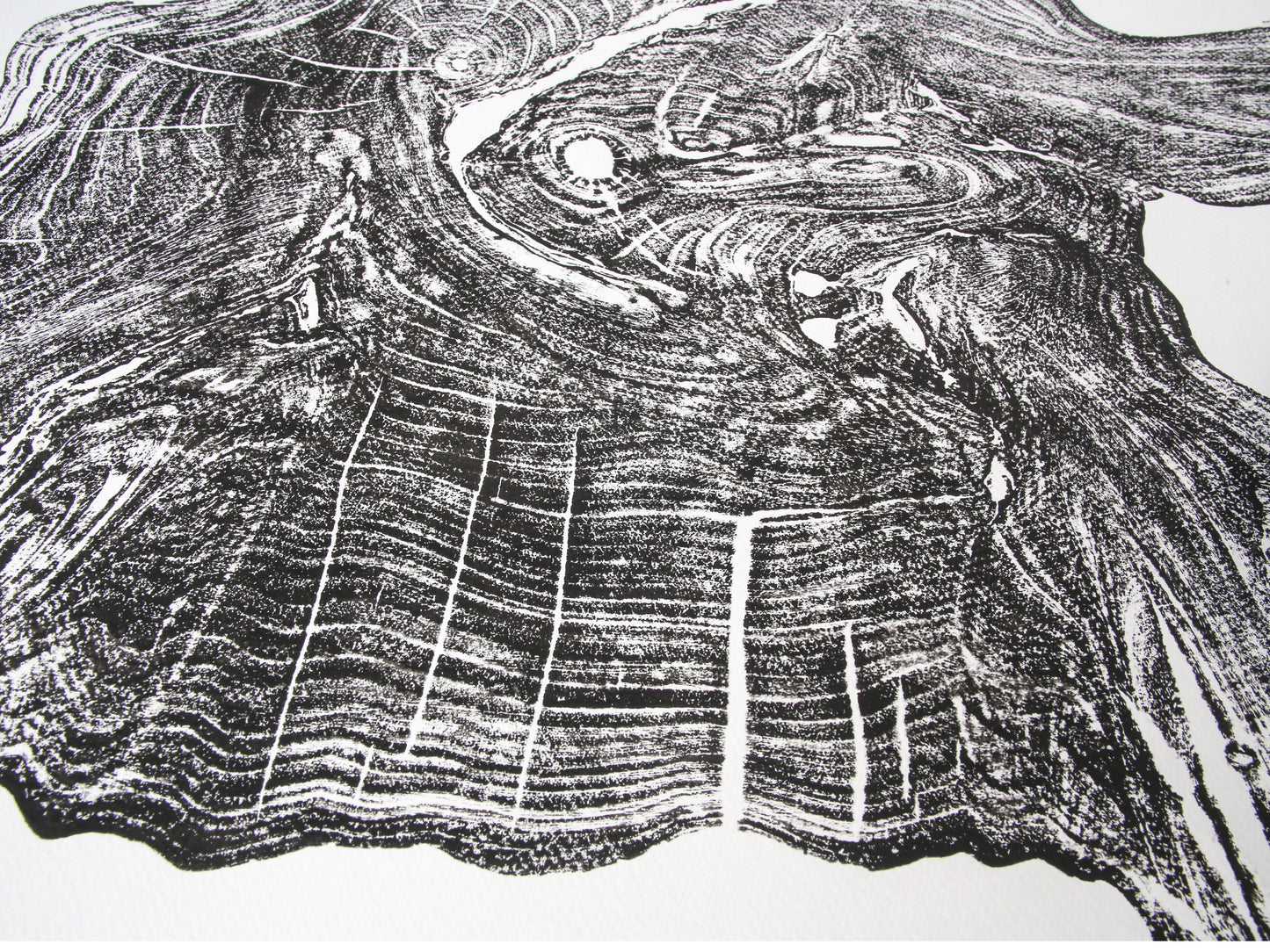 Detailed black woodcut monoprint with intricate, swirling tree rings and organic textures on white paper.