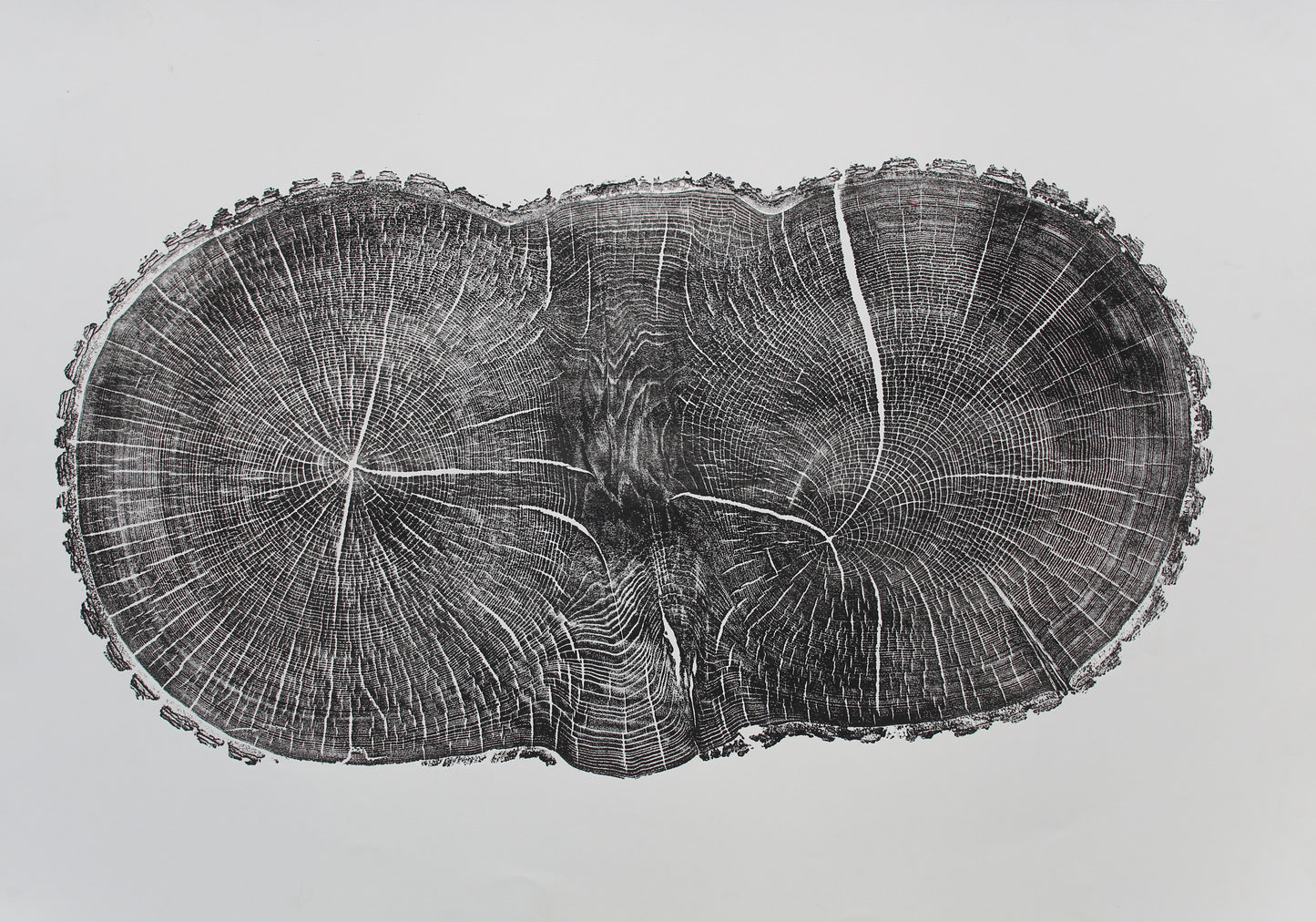 A black and white monoprint of an irregular oak tree slice, showing detailed rings and radial lines.