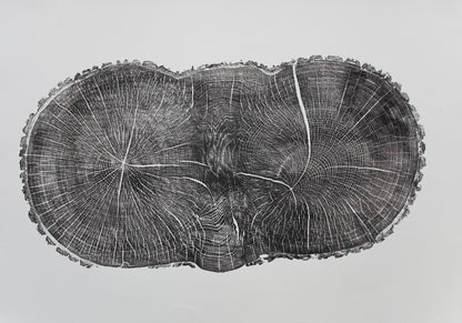 A black and white monoprint of an irregular oak tree slice, showing detailed rings and radial lines.