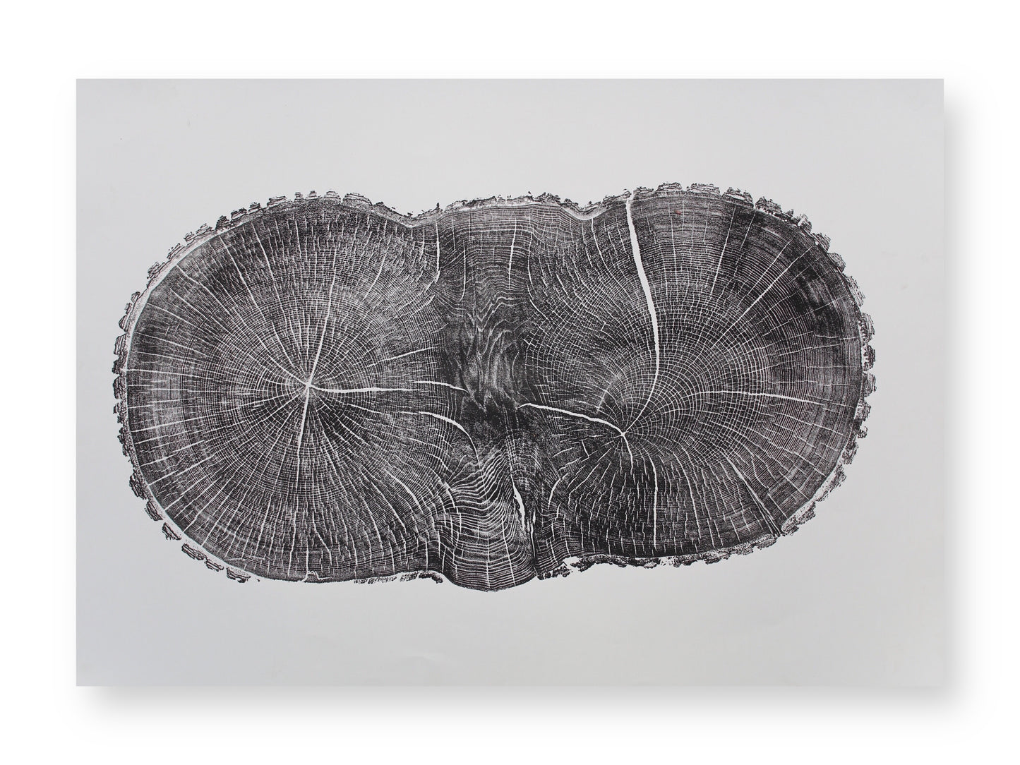 Monoprint of a black, textured, double-lobed tree ring cross-section with radial lines on white paper.