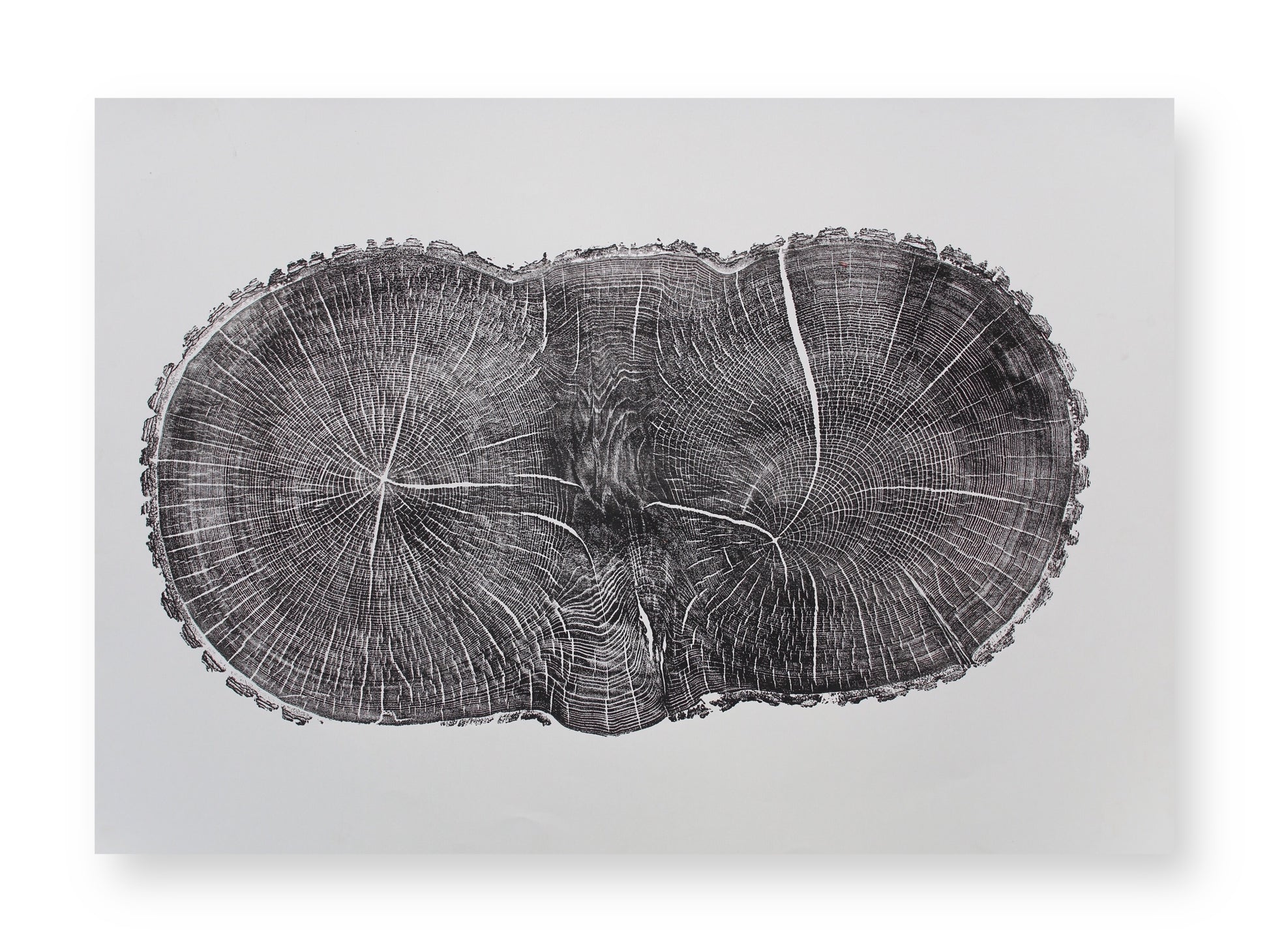 Monoprint of a black, textured, double-lobed tree ring cross-section with radial lines on white paper.