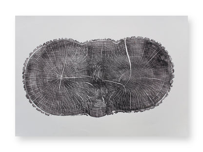 Monoprint of a black, textured, double-lobed tree ring cross-section with radial lines on white paper.