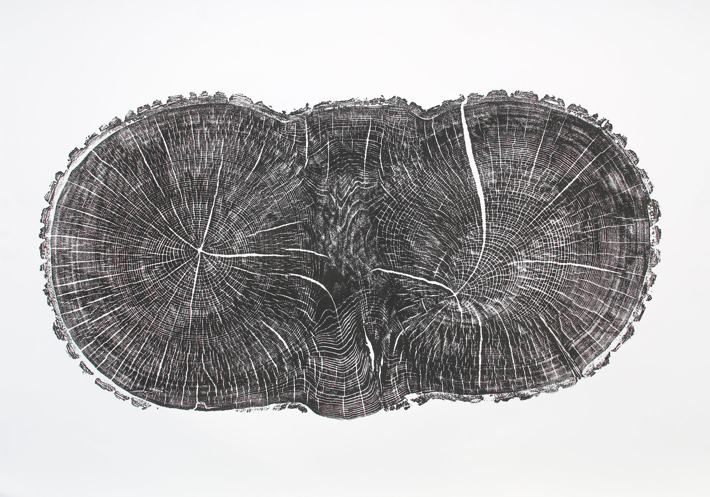 Monoprint of an irregular, dark oak tree cross-section showing detailed growth rings and radial lines.