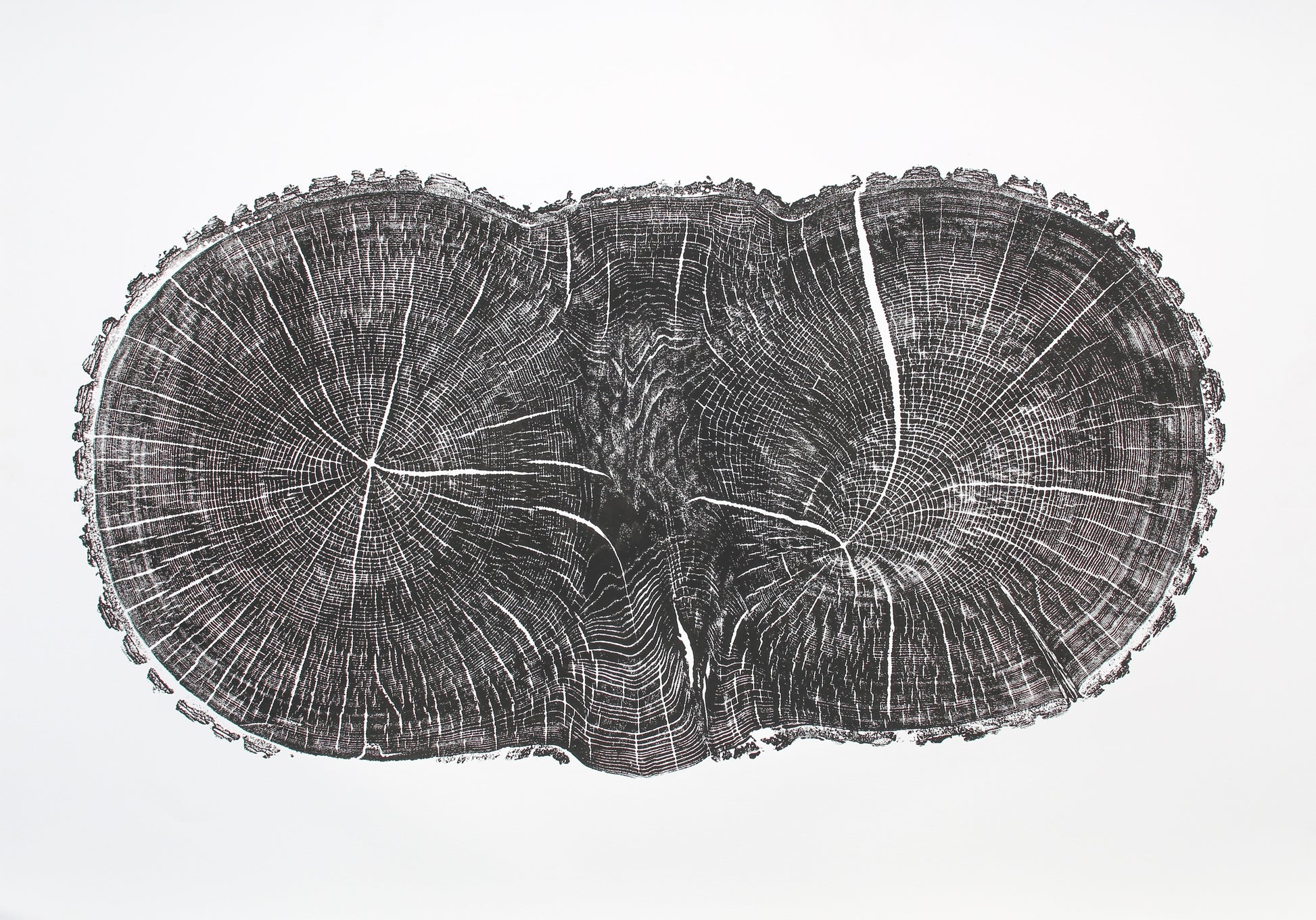 Monoprint of an irregular, dark oak tree cross-section showing detailed growth rings and radial lines.