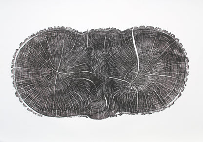 Monoprint of an irregular, dark oak tree cross-section showing detailed growth rings and radial lines.