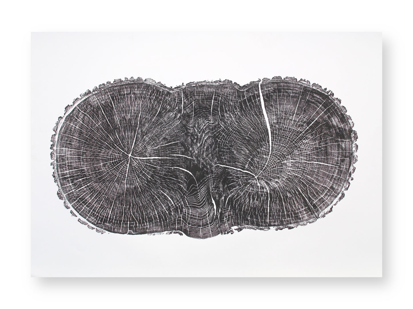This black monoprint displays a double-lobed oak tree cross-section, showing textured rings, radial lines, and cracks.