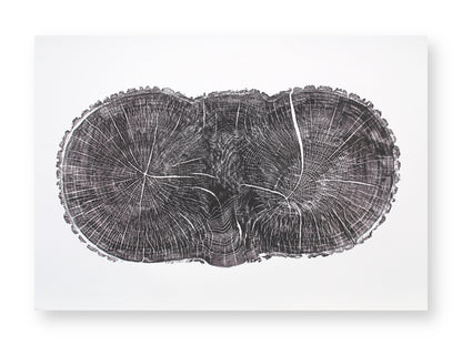 This black monoprint displays a double-lobed oak tree cross-section, showing textured rings, radial lines, and cracks.