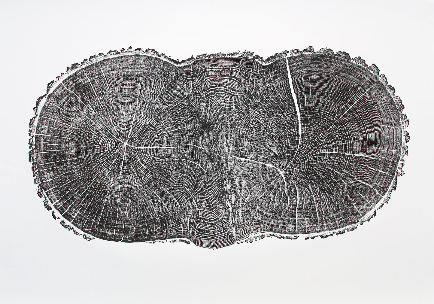 Black and white impression of an elongated, irregular tree trunk cross-section, showing distinct growth rings and radial lines.
