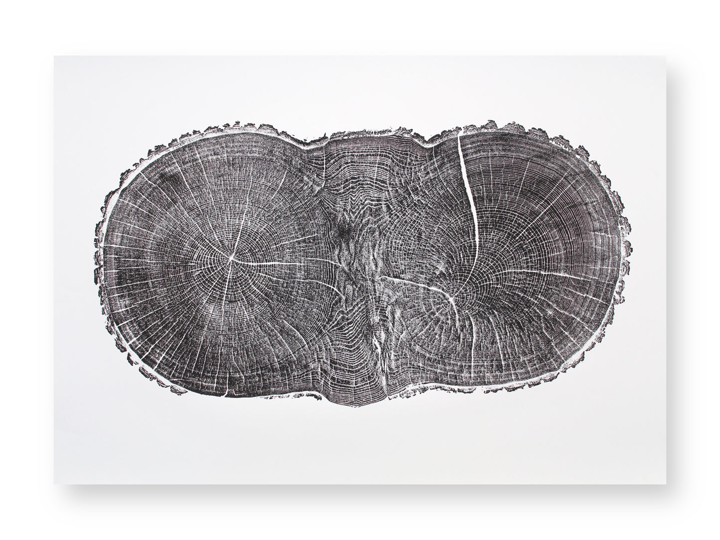 A monochromatic woodcut monoprint depicts a double-lobed oak tree cross-section showing rings, radial lines, and cracks.